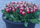 tulipan2_small.jpg